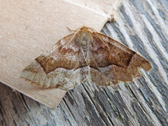 Metarranthis hypochraria