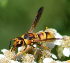 Euodynerus hidalgo viereckii