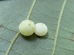 Caryomyia glauciglobus