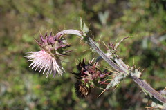 Cirsium fontinale obispoense