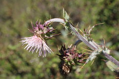 Cirsium fontinale obispoense