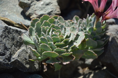 Alstroemeria umbellata