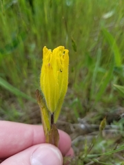 Castilleja levisecta