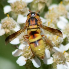 Euodynerus hidalgo viereckii