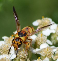 Euodynerus hidalgo viereckii