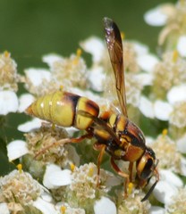 Euodynerus hidalgo viereckii