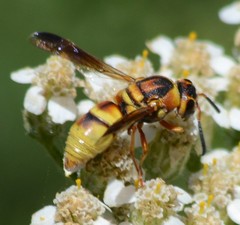 Euodynerus hidalgo viereckii