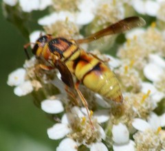 Euodynerus hidalgo viereckii