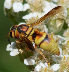 Euodynerus hidalgo viereckii