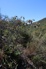Cirsium fontinale obispoense