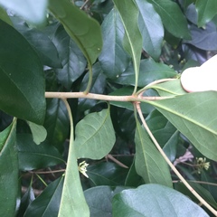 Pittosporum ferrugineum
