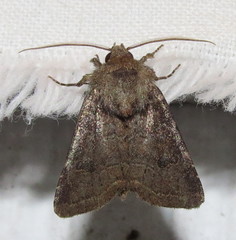 Protorthodes oviduca