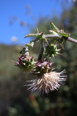 Cirsium fontinale obispoense