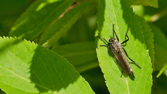 Didysmachus picipes