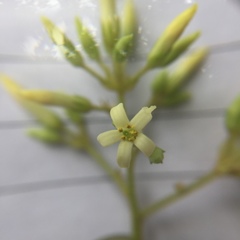 Pittosporum ferrugineum