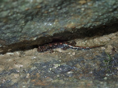 Desmognathus abditus