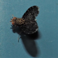 Trypetisoma sticticum