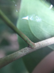 Pittosporum ferrugineum