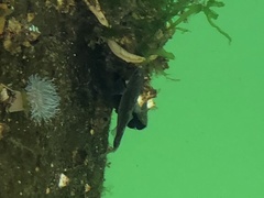 Gasterosteus aculeatus