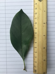 Pittosporum ferrugineum