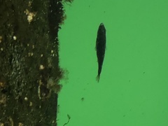 Gasterosteus aculeatus