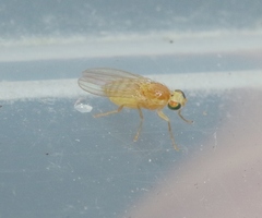 Chyromyidae