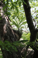 Clowesia russelliana