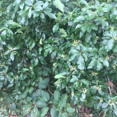 Pittosporum ferrugineum