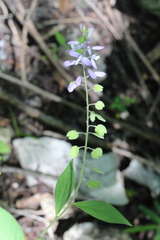Hebecarpa costaricensis