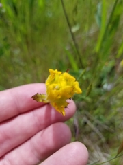 Castilleja levisecta