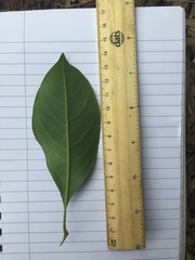 Pittosporum ferrugineum
