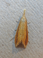 Donacaula melinellus