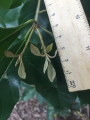 Pittosporum ferrugineum