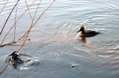 Lophodytes cucullatus