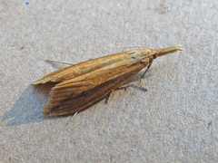 Donacaula melinellus