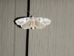 Acronicta retardata