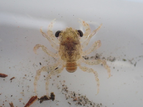 photo of True Crabs (Brachyura)