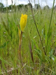 Castilleja levisecta