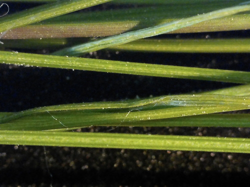 Image of Clinton's Bulrush (Trichophorum clintonii) by no rights reserved