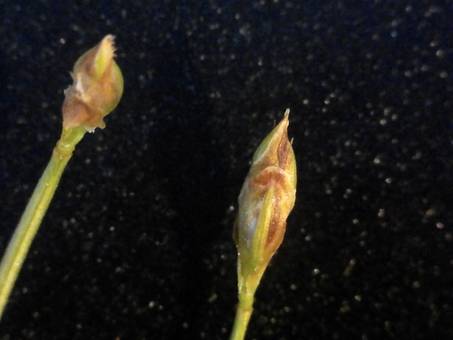 Image of Clinton's Bulrush (Trichophorum clintonii) by no rights reserved