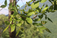 Fraxinus purpusii