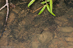 Anaxyrus americanus charlesmithi