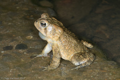 Anaxyrus americanus charlesmithi