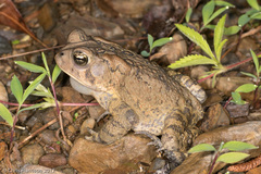 Anaxyrus americanus charlesmithi