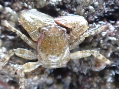 Petrocheles spinosus