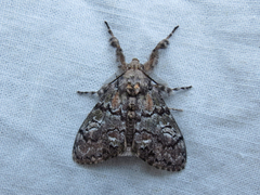 Dasychira plagiata