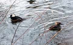 Lophodytes cucullatus