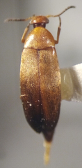 Anaspis rufa