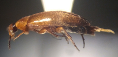 Anaspis rufa