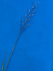 Muhlenbergia microsperma